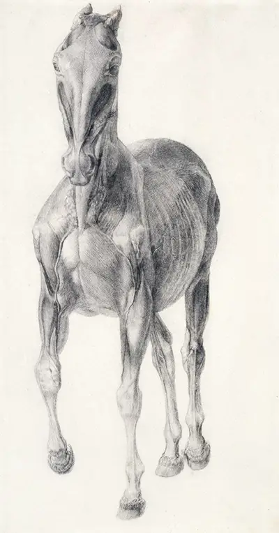 Finished Study for The Seventh Anatomical Table of Muscles of the Horse II George Stubbs